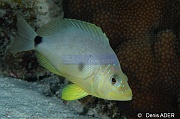 Hypoplectrus unicolor Hamlet beurre-Bonaire Sampler-13m-20180219-Denis-ADER-DSC_6745_tn